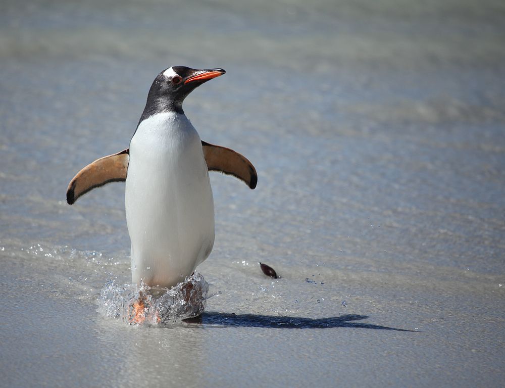 A Gentoo penguin frolicking on a beach somewhere